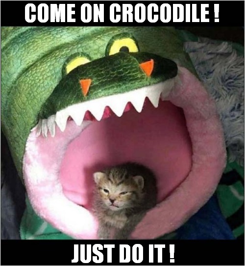 Kitten Doesn't Like Mondays ! | COME ON CROCODILE ! JUST DO IT ! | image tagged in cats,kitten,crocodile,i hate mondays | made w/ Imgflip meme maker