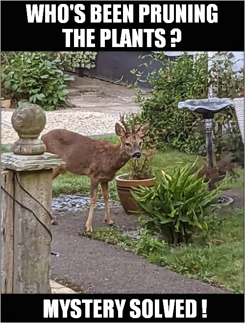 A Hungry Roe Deer Stag ! | WHO'S BEEN PRUNING
THE PLANTS ? MYSTERY SOLVED ! | image tagged in plants,nibbled,deer,mystery | made w/ Imgflip meme maker