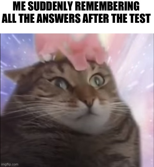 Cat Transcendence | ME SUDDENLY REMEMBERING ALL THE ANSWERS AFTER THE TEST | image tagged in cat transcendence | made w/ Imgflip meme maker