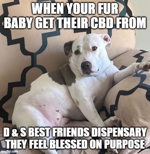 CBD HELPING FUR BABY | WHEN YOUR FUR BABY GET THEIR CBD FROM; D & S BEST FRIENDS DISPENSARY THEY FEEL BLESSED ON PURPOSE | image tagged in happy dog | made w/ Imgflip meme maker