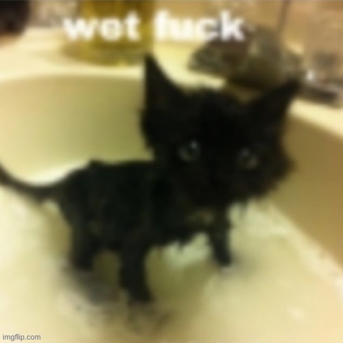 . | image tagged in wet fuck | made w/ Imgflip meme maker