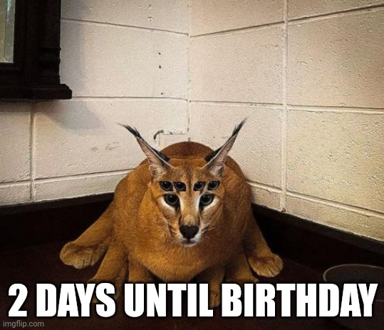 bibically accurate floppa | 2 DAYS UNTIL BIRTHDAY | image tagged in bibically accurate floppa | made w/ Imgflip meme maker