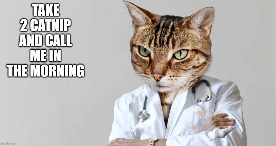Dr. Cat | TAKE 2 CATNIP AND CALL ME IN THE MORNING | image tagged in cats | made w/ Imgflip meme maker