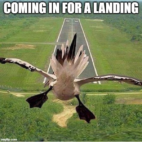 Landing Time | COMING IN FOR A LANDING | image tagged in funny ducks | made w/ Imgflip meme maker