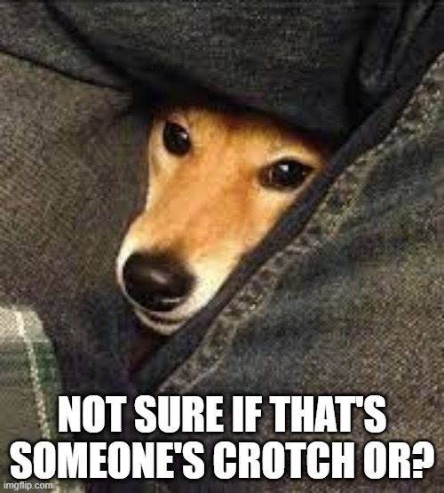 In Between | NOT SURE IF THAT'S SOMEONE'S CROTCH OR? | image tagged in funny dogs | made w/ Imgflip meme maker