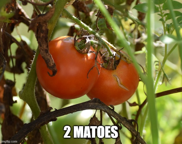 2-matoes | 2 MATOES | image tagged in tomatoes,iphone | made w/ Imgflip meme maker