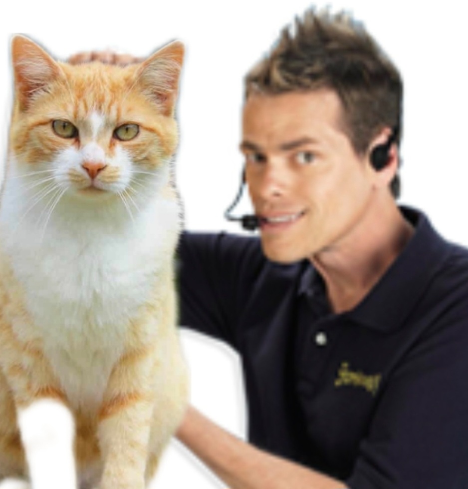 Chamwow cat/ chat meow Blank Meme Template