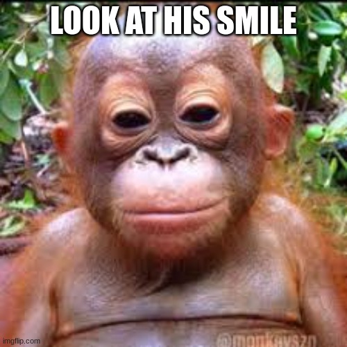 Very wholesome monkey | LOOK AT HIS SMILE | image tagged in wholesome,monkey,funny,funny memes,memes,cool memes | made w/ Imgflip meme maker