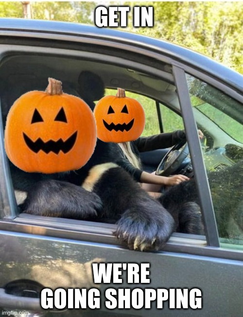 Bear on the road | GET IN WE'RE GOING SHOPPING | image tagged in bear on the road | made w/ Imgflip meme maker