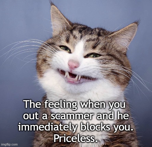 Priceless feeling | The feeling when you 
out a scammer and he
immediately blocks you.
Priceless. | image tagged in cat,scammer | made w/ Imgflip meme maker