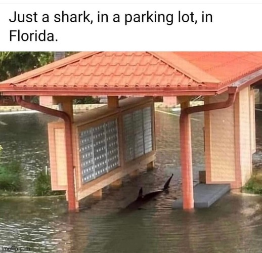 Only in Florida :) | made w/ Imgflip meme maker