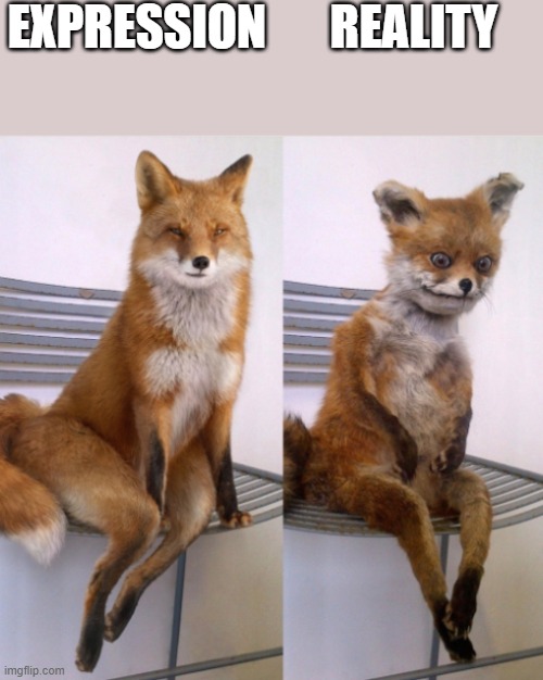 Expression vs Reality | EXPRESSION; REALITY | image tagged in fox before after,fox,red fox,expression vs reality | made w/ Imgflip meme maker