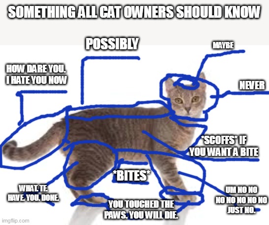 Something all cat people should know | SOMETHING ALL CAT OWNERS SHOULD KNOW; POSSIBLY; MAYBE; HOW DARE YOU.  I HATE YOU NOW; NEVER; *SCOFFS* IF YOU WANT A BITE; *BITES*; UM NO NO NO NO NO NO NO
JUST NO. WHAT. TF. HAVE. YOU. DONE. YOU TOUCHED THE PAWS. YOU WILL DIE. | image tagged in funny cats,cats | made w/ Imgflip meme maker