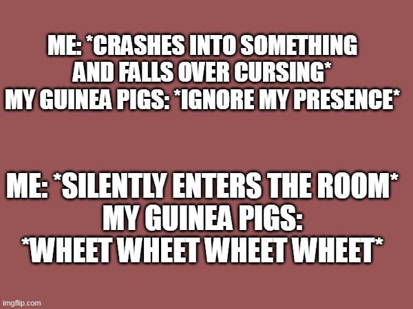 G-pig weirdness | ME: *CRASHES INTO SOMETHING AND FALLS OVER CURSING*
MY GUINEA PIGS: *IGNORE MY PRESENCE*; ME: *SILENTLY ENTERS THE ROOM*
MY GUINEA PIGS: *WHEET WHEET WHEET WHEET* | image tagged in guinea pig | made w/ Imgflip meme maker