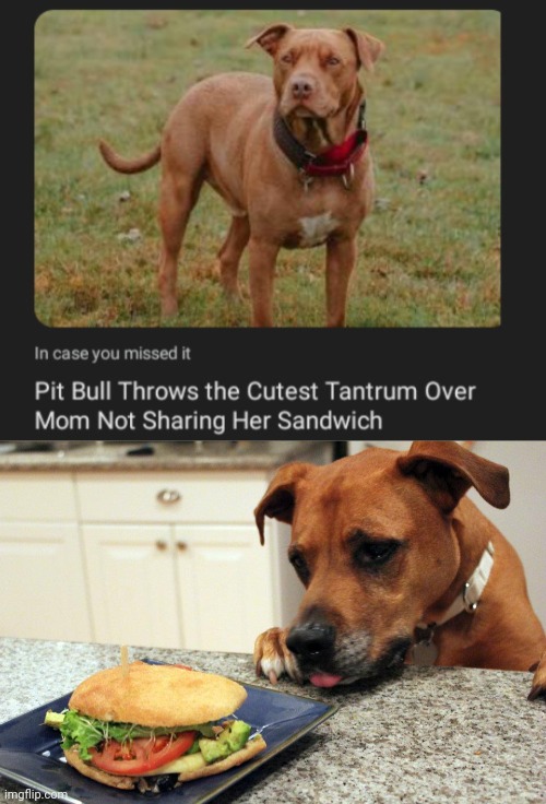 Dog sandwich | image tagged in dog eating sandwich,dog,sandwich,dogs,memes,pitbull | made w/ Imgflip meme maker