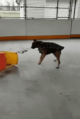 Ice skating dog - Imgflip