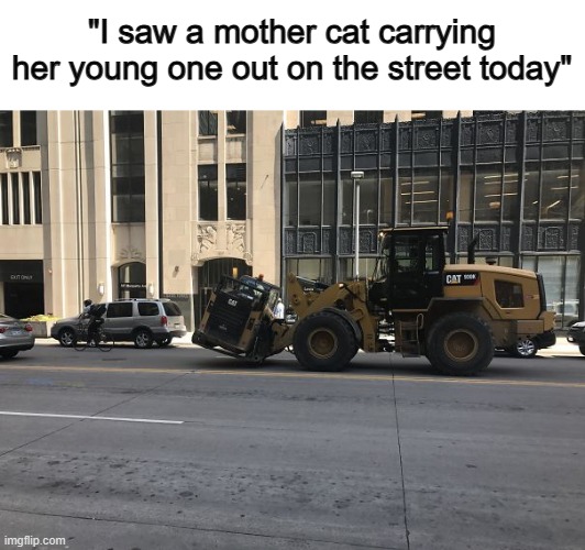 XD | "I saw a mother cat carrying her young one out on the street today" | made w/ Imgflip meme maker