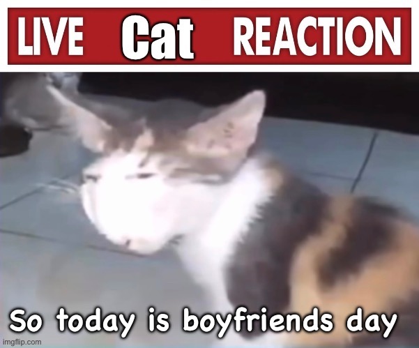 Live cat reaction | So today is boyfriends day | image tagged in live cat reaction | made w/ Imgflip meme maker