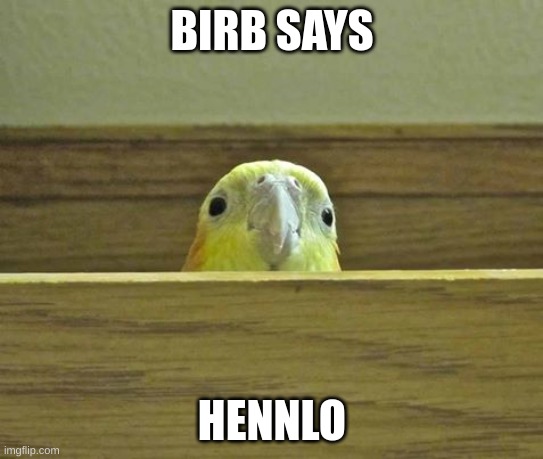 No meme, just birb. | BIRB SAYS; HENNLO | image tagged in the birb | made w/ Imgflip meme maker