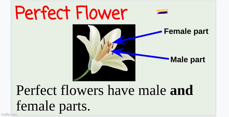 ENBYS ARE PERFECT FLOWERS! | made w/ Imgflip meme maker