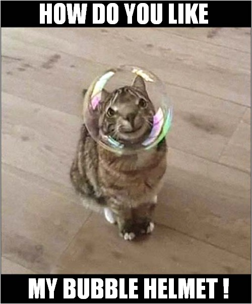 It's Just An Illusion ! | HOW DO YOU LIKE; MY BUBBLE HELMET ! | image tagged in cats,bubble,optical illusion | made w/ Imgflip meme maker