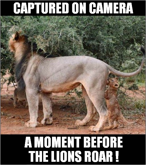 Lion Cub Living Dangerously ! | CAPTURED ON CAMERA; A MOMENT BEFORE THE LIONS ROAR ! | image tagged in lions,cub,biting,testicles,roar,dark humour | made w/ Imgflip meme maker