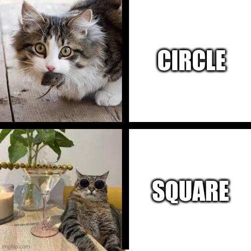 Square top! | CIRCLE; SQUARE | image tagged in stepan cat,circle,square | made w/ Imgflip meme maker