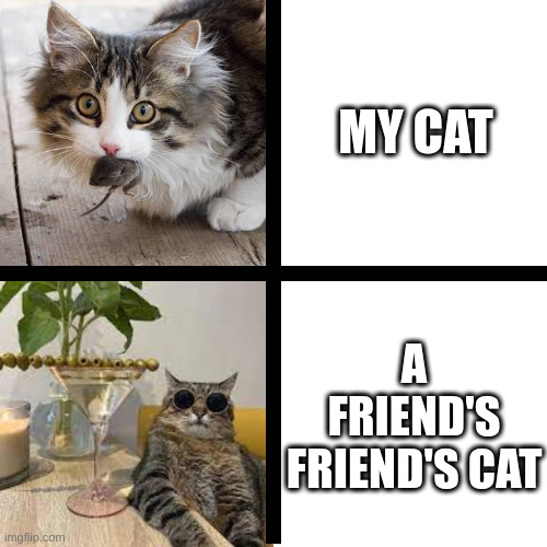 A friend's friend's cat | MY CAT; A FRIEND'S FRIEND'S CAT | image tagged in stepan cat | made w/ Imgflip meme maker