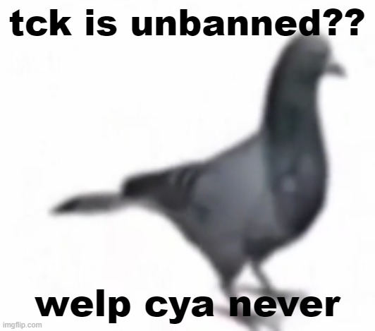 fuck that guy | tck is unbanned?? welp cya never | image tagged in pigon | made w/ Imgflip meme maker