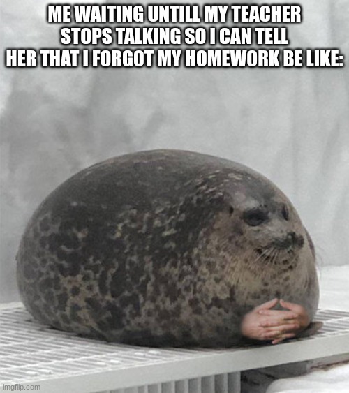 Seal waiting | ME WAITING UNTILL MY TEACHER STOPS TALKING SO I CAN TELL HER THAT I FORGOT MY HOMEWORK BE LIKE: | image tagged in seal waiting | made w/ Imgflip meme maker