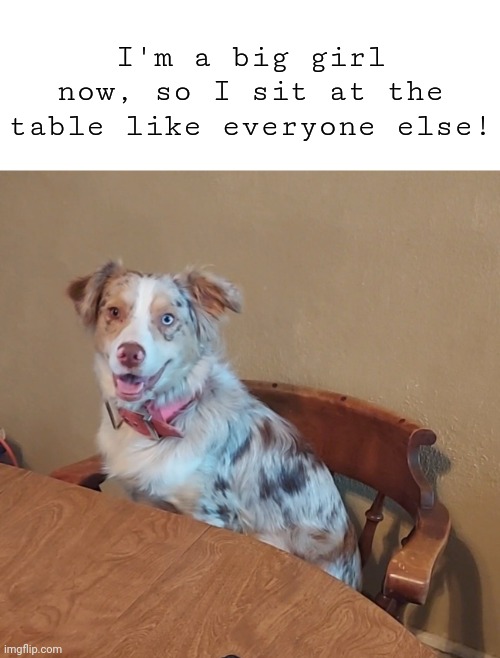 I make this joke every time she sits in one of these chairs like this lol | I'm a big girl now, so I sit at the table like everyone else! | made w/ Imgflip meme maker