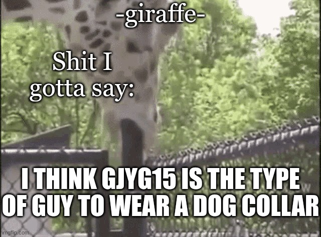 -giraffe- | I THINK GJYG15 IS THE TYPE OF GUY TO WEAR A DOG COLLAR | image tagged in -giraffe- | made w/ Imgflip meme maker