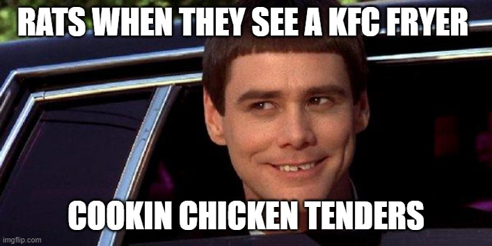 dumb and dumber | RATS WHEN THEY SEE A KFC FRYER; COOKIN CHICKEN TENDERS | image tagged in dumb and dumber | made w/ Imgflip meme maker