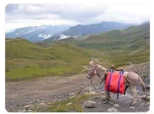 High Quality DONKEY IN THE ANDES Blank Meme Template