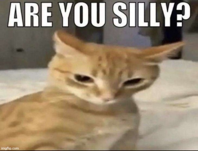 I sure am | image tagged in silly,cat,for real | made w/ Imgflip meme maker