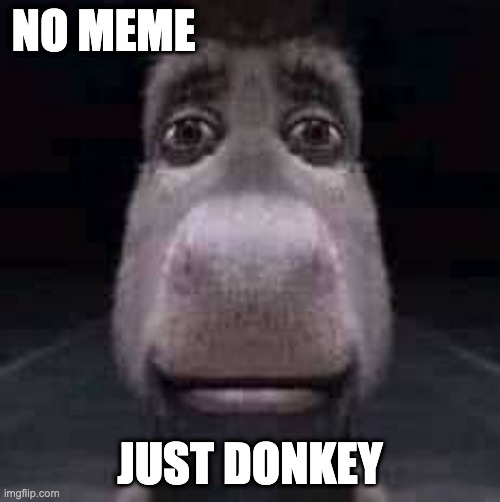 He always wins the staring contests | NO MEME; JUST DONKEY | image tagged in donkey staring | made w/ Imgflip meme maker
