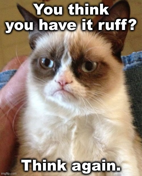 I just made this meme because. | You think you have it ruff? Think again. | image tagged in memes,grumpy cat | made w/ Imgflip meme maker