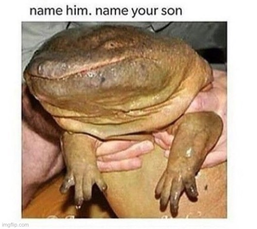 Name him in the comments | image tagged in frog | made w/ Imgflip meme maker