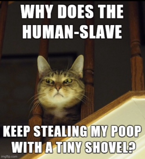 Human slave | image tagged in my human slave,steals my poop,with tiny shovel,why,cats | made w/ Imgflip meme maker