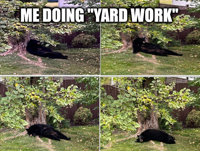 Beary Tired | ME DOING "YARD WORK" | image tagged in bear,tired | made w/ Imgflip meme maker