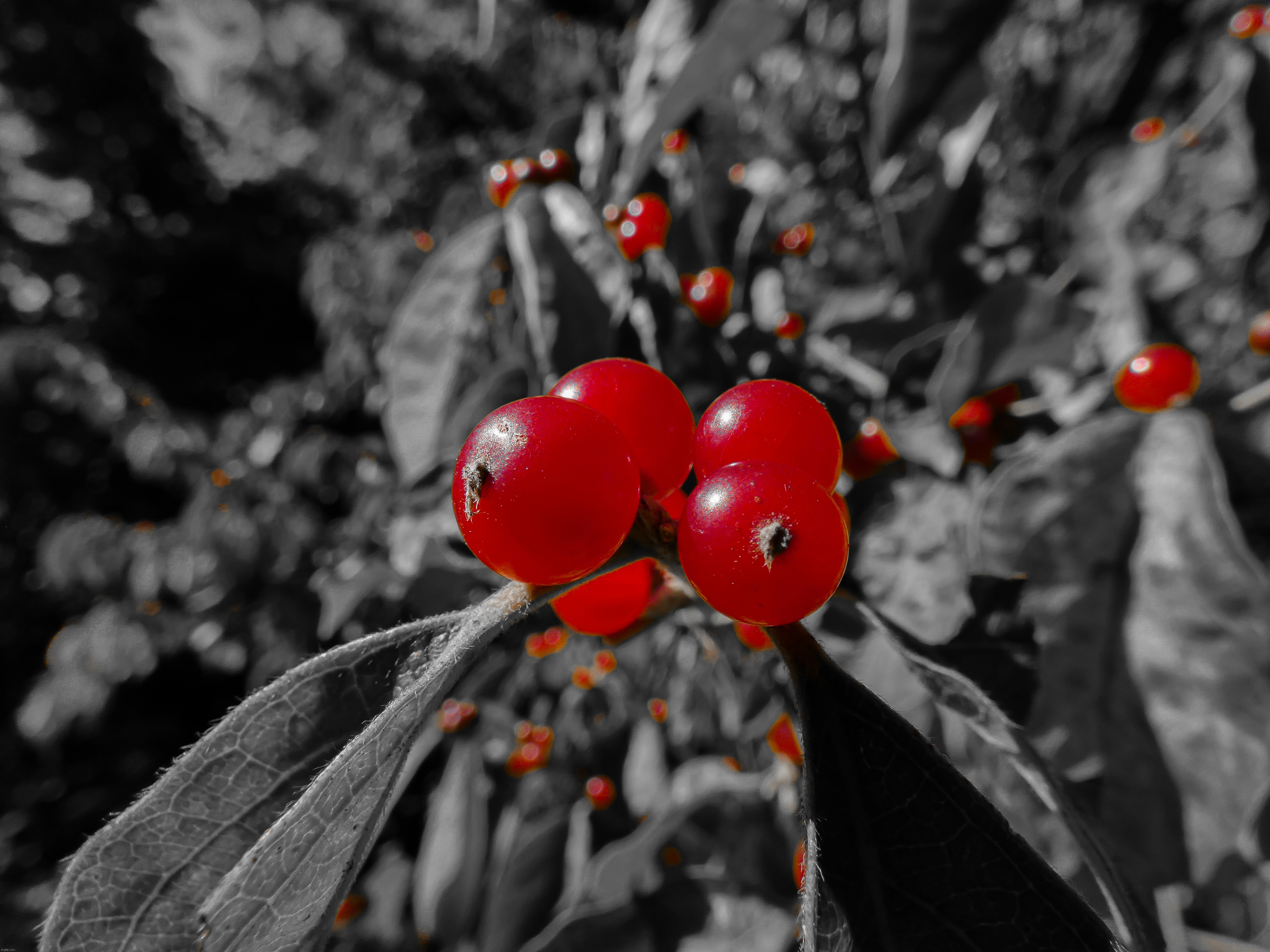 A picture of some berries that I took, I desaturated every color except for red to give it a cool b&w effect. | image tagged in share your own photos | made w/ Imgflip meme maker