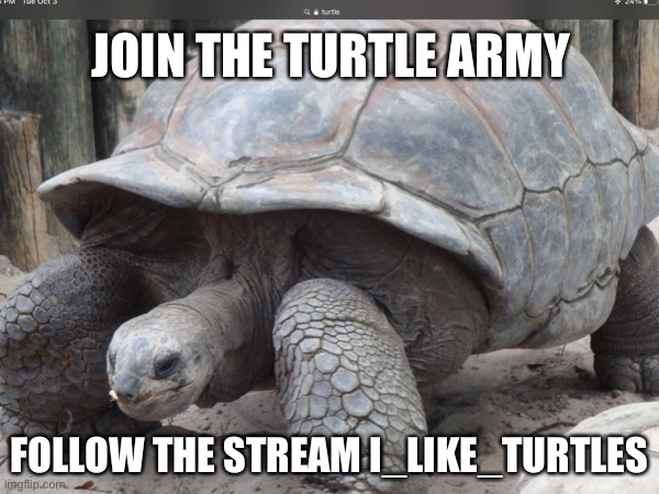 Join the turtle army!!! | JOIN THE TURTLE ARMY; FOLLOW THE STREAM I_LIKE_TURTLES | image tagged in turtle,army | made w/ Imgflip meme maker