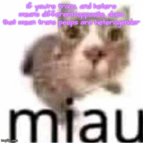 miau | If you're trans, and hetero means different/opposite, does that mean trans peeps are heterogender | image tagged in miau | made w/ Imgflip meme maker