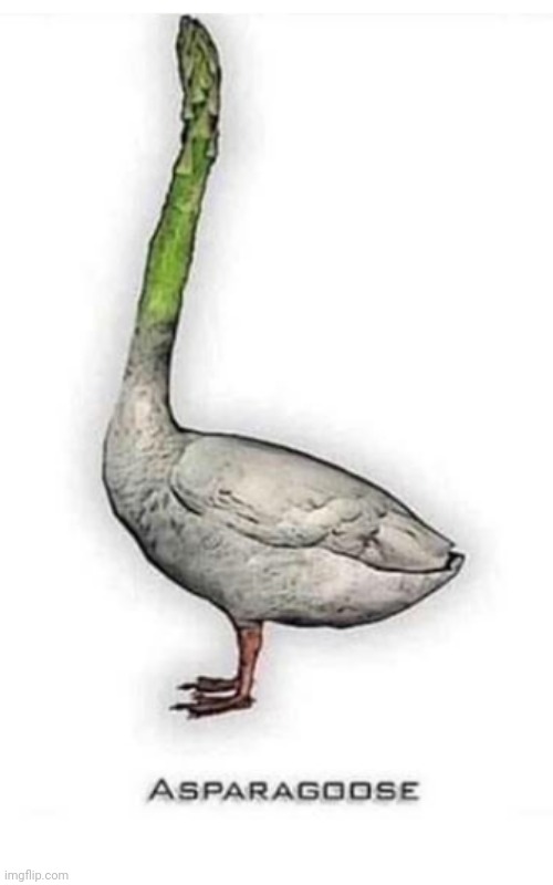 Asparagoose | image tagged in asparagoose | made w/ Imgflip meme maker