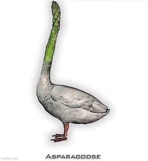 asparagoose | image tagged in asparagoose | made w/ Imgflip meme maker