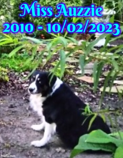 Sweet Miss Auzzie | Miss Auzzie
2010 - 10/02/2023 | image tagged in you will be missed,we love you,i love you,australian shepard,dogs,memes | made w/ Imgflip meme maker