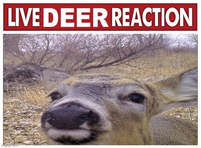 live deer reaction | image tagged in live deer reaction | made w/ Imgflip meme maker