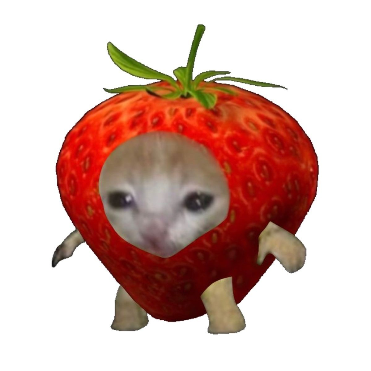 Strawberry Cat Meme Blank Meme Template