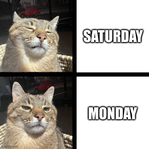 Saturday vs Monday | SATURDAY; MONDAY | image tagged in stepan cat,saturday,monday,cat | made w/ Imgflip meme maker
