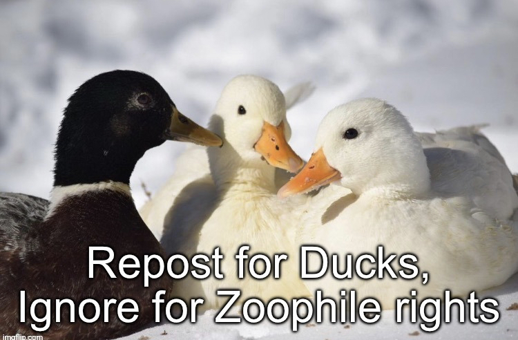 High Quality Repost for ducks Blank Meme Template